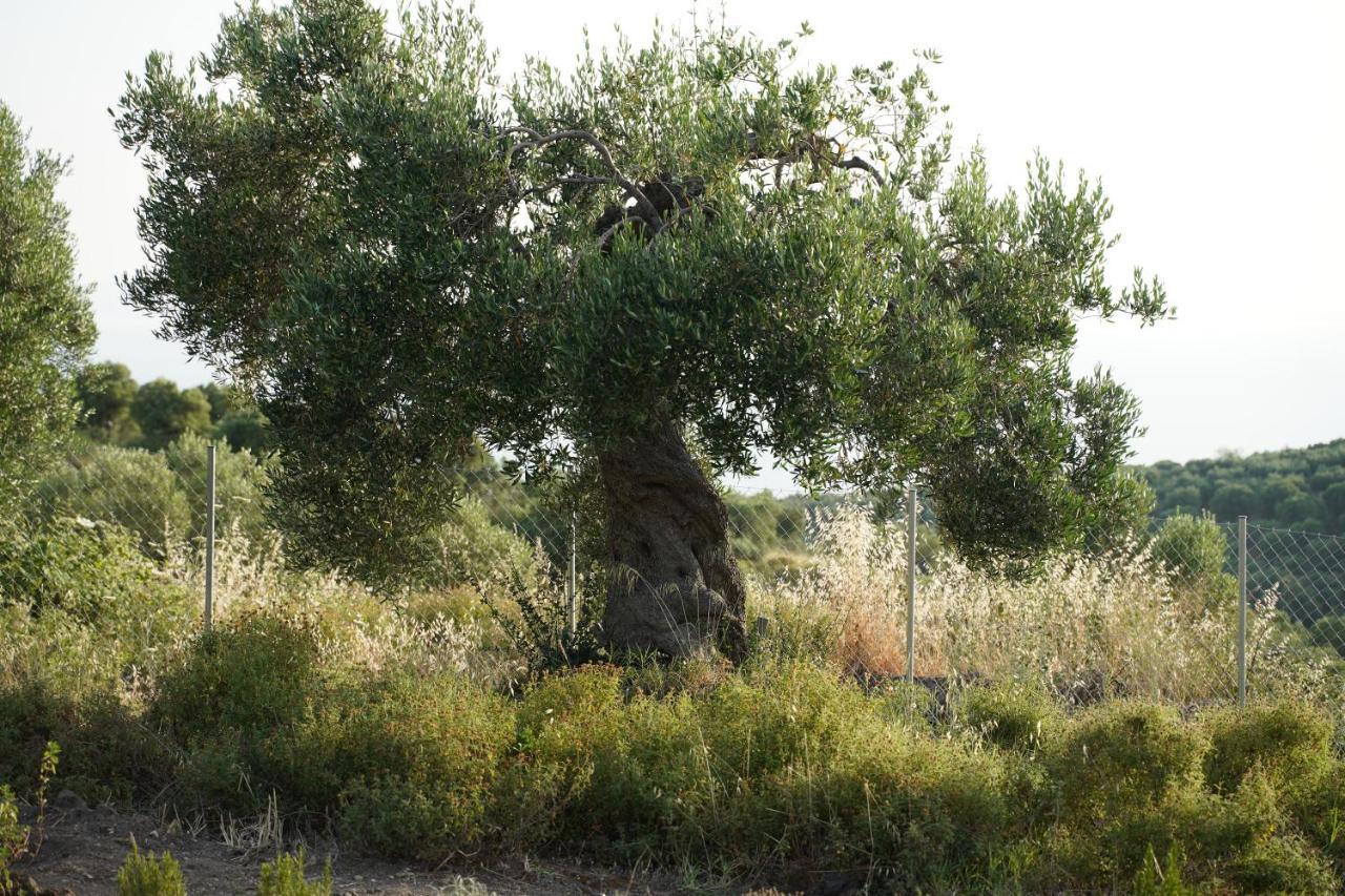 Alterra Vita Eco Villas Neos Marmaras Exteriér fotografie